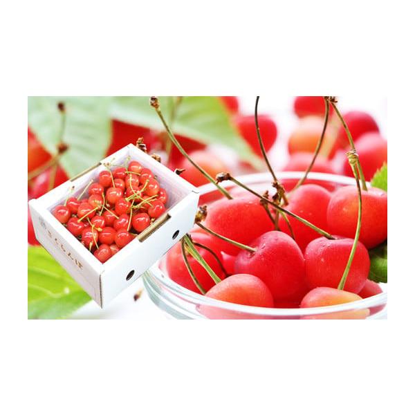 容量秀:500g(2Lサイズ、パック)消費期限2〜3日程度発送期日2026年6月中旬〜6月下旬頃まで配送冷蔵 のし 時間指定 別送申込期日2026年6月10日まで事業者山形eLab申込条件何度も申し込み可