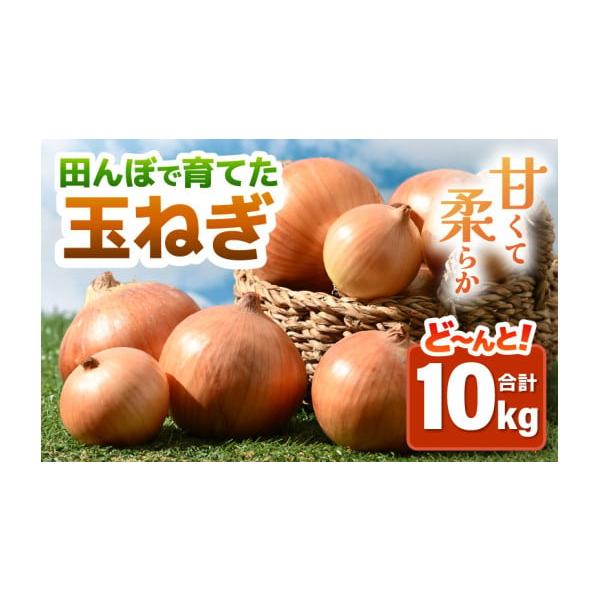 容量約10kg（無選別：S・M・L ミックス）入数目安：約40玉前後消費期限出荷後30日※冷暗所で風通しの良いところで保管発送期日2026年7月上旬〜2026年9月下旬の間に準備出来次第、順次発送いたします。（生育状況により前後する場合がご...