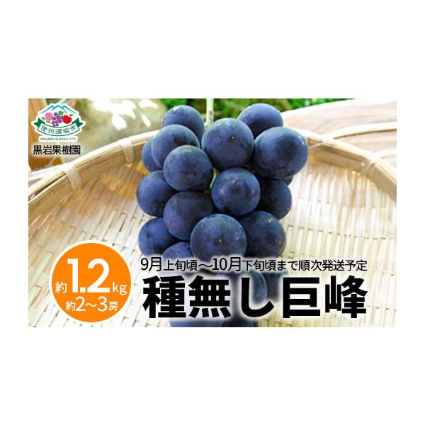 種無し巨峰 長野県