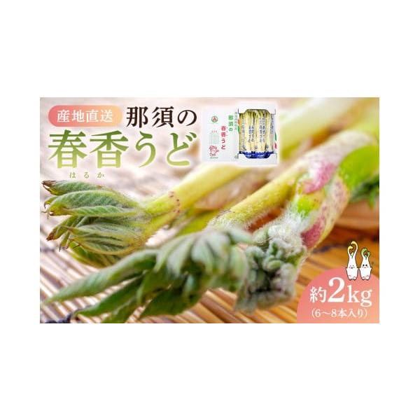 容量那須の春香うど　約2kg（6〜8本入り）　1箱消費期限【賞味期限】発送日から10日発送期日2026年1月中旬頃〜2026年2月中旬頃配送冷蔵 別送申込期日2025年12月31日まで事業者那須野農業協同組合　北部園芸センター申込条件何度も...