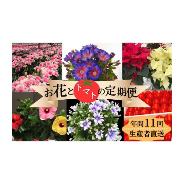 ふるさと納税 花とトマトの定期便（観音寺市）