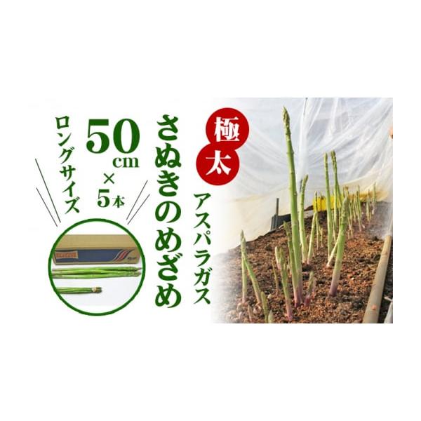 容量極太50cm×5本消費期限7日発送期日2026年3月10日〜4月20日配送冷蔵 別送申込期日2026年4月10日まで事業者株式会社五色青果　東かがわ営業所申込条件何度も申し込み可