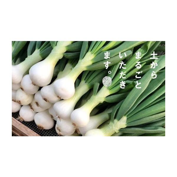 容量2.5キロ（1キロあたり約5〜8本程度）消費期限発送日から10日程度到着後は冷蔵庫で保管いただきお早めにお召し上がりください。発送期日2026年1月〜3月頃迄配送常温 日指定 時間指定 別送申込期日12月〜3月上旬頃（天候や収穫の状況に...
