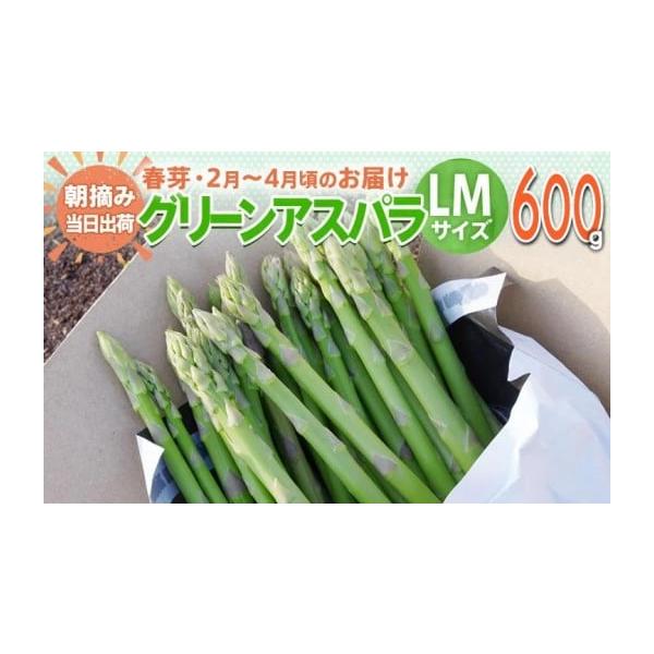 容量アスパラガス 春芽 LM サイズ 600g【2月〜4月お届け】消費期限出荷日+7日一度に食べきれない時はアスパラガスをラップに包み、冷蔵庫に立てて保存します。また、かために茹でたものをラップに包んで冷凍保存することもできます。発送期日2...