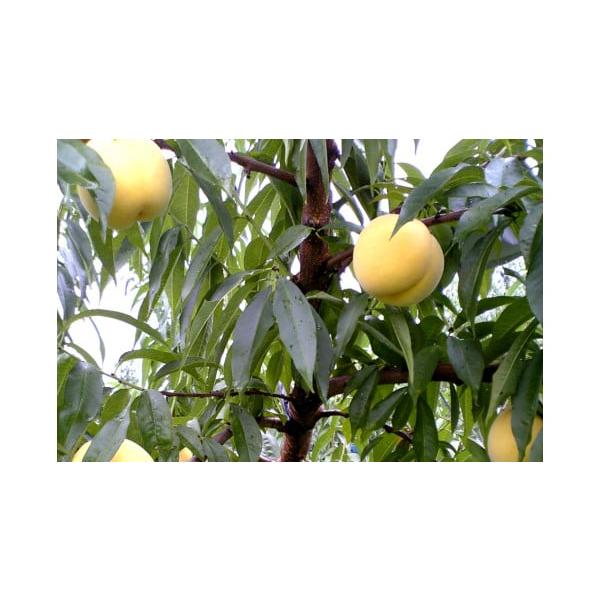 容量秀：2kg(大玉)6〜8玉前後　消費期限1週間程度発送期日2026年9月中旬〜9月下旬頃まで配送冷蔵 のし 時間指定 別送申込期日2026年9月10日まで事業者山形eLab申込条件何度も申し込み可