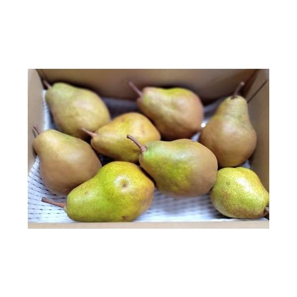 容量シルバーベル　３.５ｋｇ　４〜１２玉１０Ｌ〜３Ｌ　サイズ混合　ご家庭用※大きさや形の不揃い、多少の色ムラ・擦り傷・凹みがあるため、ご家庭用としてお召し上がりください。※玉数・サイズの指定はできません。※天候により出荷時期や規格（数、サイ...