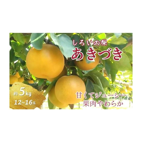 容量あきづき　5kg（12〜16玉）発送期日2026年9月上旬から下旬にかけて順次発送いたします。※配送期日（曜日）指定はできませんのでご了承ください。※発送時期は、例年の発送時期になっております。天候や収穫状況によりお届けが遅れたり、早ま...