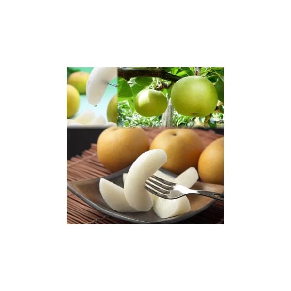 容量二十世紀梨と旬の赤梨セット ４ｋｇ（８〜１６玉前後）　　消費期限到着後４日程度※お早めにお召し上がりください。発送期日2026年8月下旬〜2026年9月下旬に順次発送※不在日がありましたら、備考欄にご入力ください。配送常温 時間指定 別...