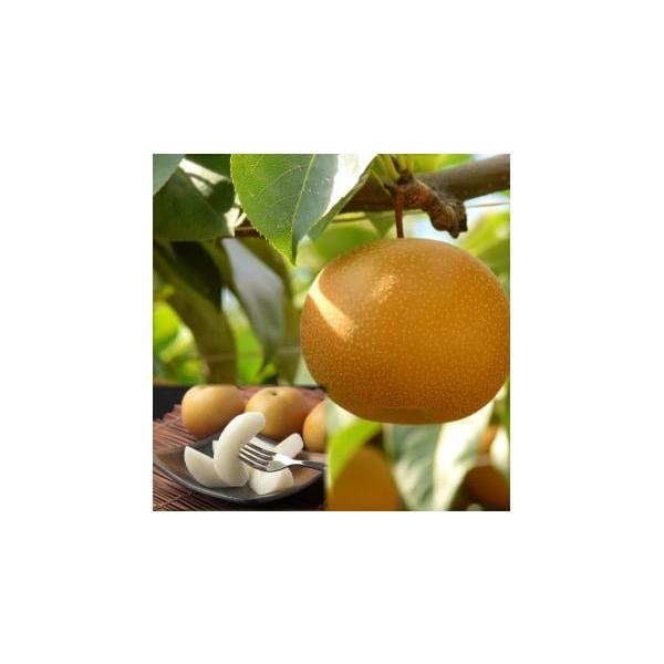 容量３kg前後（５〜1２玉前後）消費期限到着後４日程度※お早めにお召し上がりください。発送期日2026年8月下旬〜2026年9月中旬に順次発送※不在日がありましたら、備考欄にご入力ください。【発送に関する特記事項】・生産や仕入れ・生育・加工...