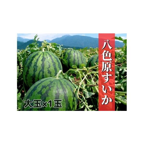 容量大玉１玉（１玉：約６〜９ｋｇ）※１玉は重さの選定しております。消費期限５日〜７日（到着後なるべく早めにお食べください。）発送期日2026年7月20日〜2026年8月20日の期間に受付順に順次発送予定。※発送時期は予定になります。収穫の状...