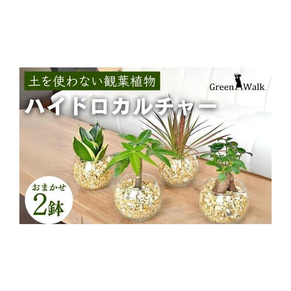 ふるさと納税 花・苗木 愛知県 豊橋市 ハイドロカルチャー「シンプル