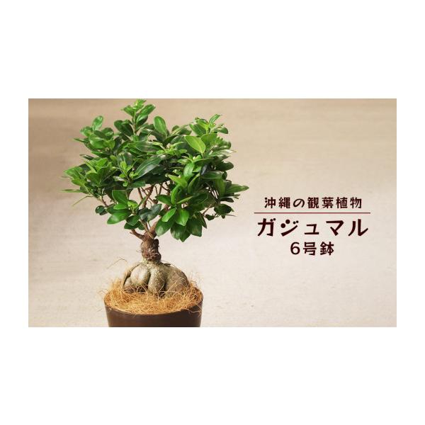 ふるさと納税 雑貨・日用品 苗木 沖縄県 うるま市 沖縄の観葉植物 観葉