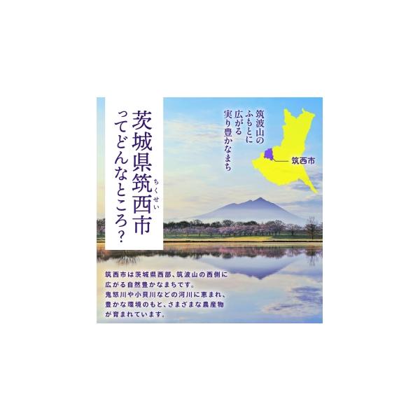 ふるさと納税 花・苗木 花束 茨城県 筑西市 6ヶ月 定期便 癒し の フラワー セラピー ブーケ Sサイズ お花 花 はな リラックス リフレッシュ ストレス