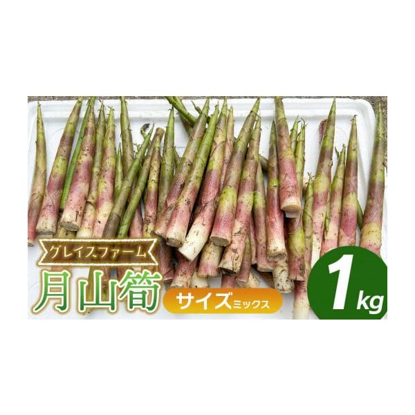 容量月山筍　ミックスサイズ　1kg（8〜20本程度）※サイズや本数のご指定は出来ません。消費期限収穫後4日以内発送期日令和8年5月10日〜6月10日頃発送予定※天候や発育状況により、発送期間が前後する場合がございます。※お届け日のご指定はで...