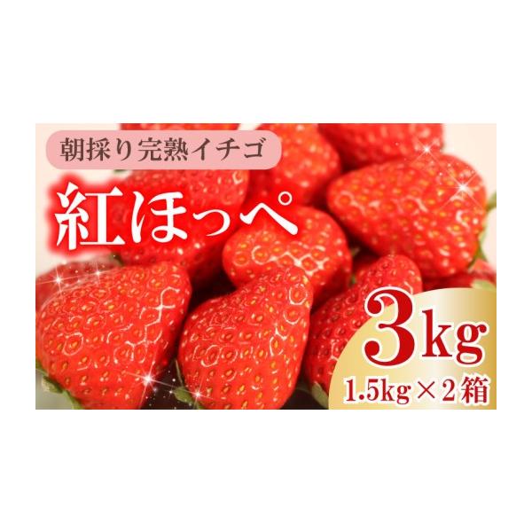 ふるさと納税 いちご 静岡県 牧之原市 数量限定 令和9年1〜3月発送 朝摘み 紅ほっぺ 3kg セット 果物 いちご イチゴ 苺 フルーツ くだもの スイーツ デザート …