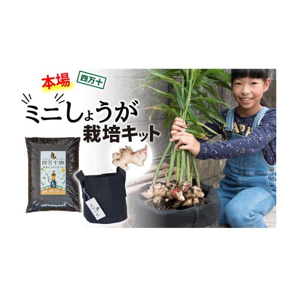 容量・培養土（四万十畑シーズン(2)　3キロ）×1・カバン型不織布のプランター（９号鉢サイズ）×1・種生姜×1回分※育て方ガイド付き発送期日4月ごろ発送開始予定です。上記日程以降は入金確認後1〜2週間程度でお送りいたします。配送常温 時間指...