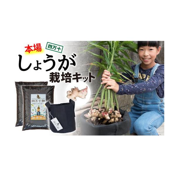 容量・培養土（四万十畑シーズン(2)　3.5キロ）×2・カバン型不織布のプランター×1・種しょうが（四万十町産）×1回分・液肥※育て方ガイド＆石元さんからのお礼のお手紙付き発送期日4月ごろ発送開始予定です。上記日程以降は入金確認後1〜2週間...