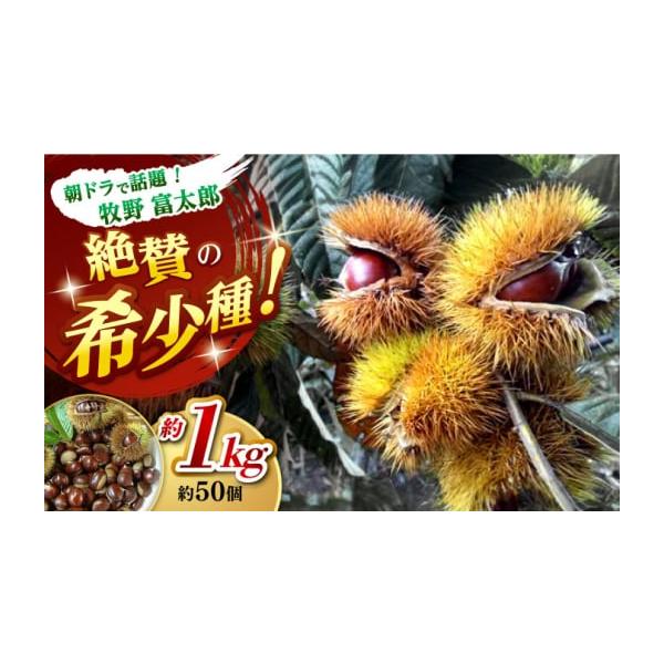 容量高級生栗＜秀品規格＞　約1kg（約50個前後）※生栗につき、お早めにお召し上がりください。消費期限生鮮品です。到着後は冷蔵庫で保存のうえ、お早めにお召し上がりください。【保存方法】要冷蔵発送期日2026年10月中旬〜11月中旬※季節物の...