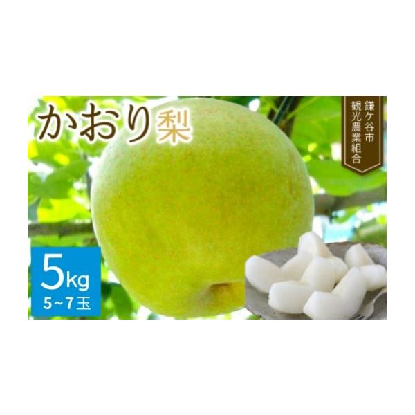 容量かおり梨　5kg（5~7玉）※天候不良などで玉数が変更になる場合もあります。消費期限冷蔵で保管いただき、お早めにお召し上がりください。発送期日2026年8月以降から順次発送します。※収穫状況によって若干前後する場合もあります。配送常温 ...