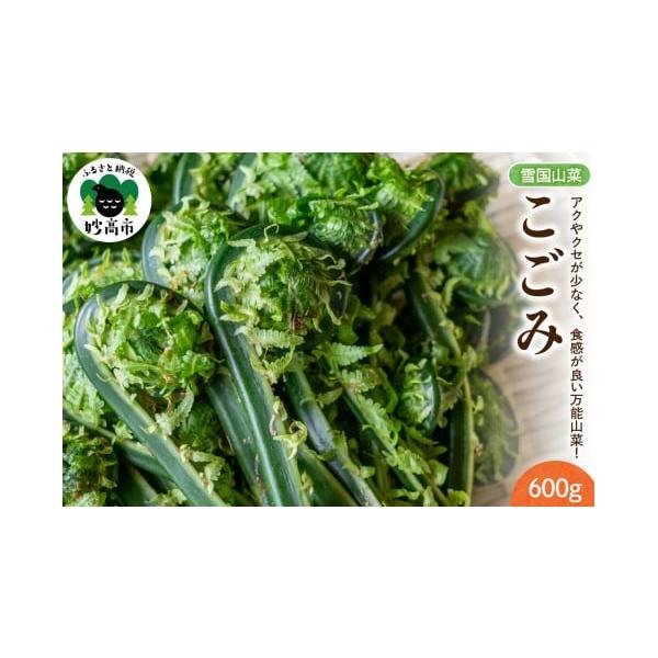 容量300g×2パック消費期限発送日より3日発送期日入金確認後、2026年4月上旬より順次発送予定配送冷蔵 別送申込期日〜2026年4月下旬まで事業者越後妙高 雪国山菜申込条件何度も申し込み可