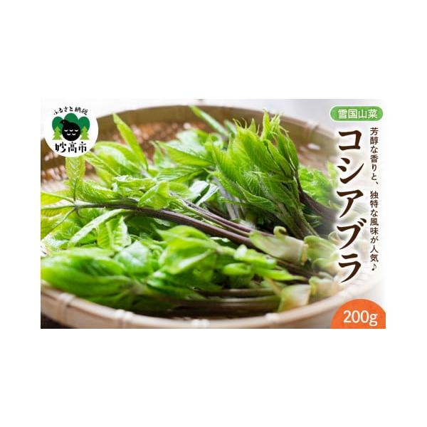 容量200g×1パック消費期限発送日より3日発送期日入金確認後、2026年4月上旬より順次発送予定配送冷蔵 別送申込期日〜2026年4月中旬まで事業者越後妙高 雪国山菜申込条件何度も申し込み可