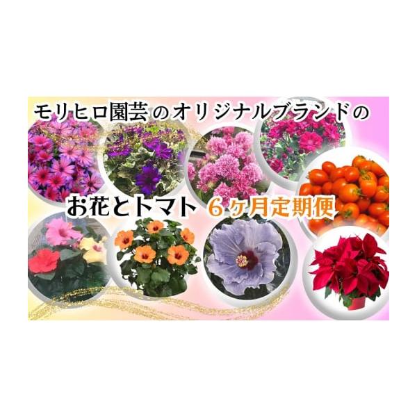 香川県観音寺市 花とトマト6ヶ月定期便を徹底レビュー