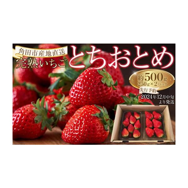 ふるさと納税 宮城県 角田市 【角田市産地直送】完熟いちご「とちおとめ」合計約500g（250g×2パック）