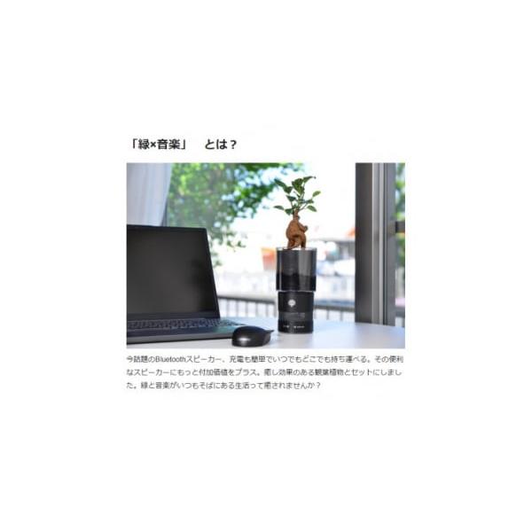 栃木県小山市の観葉植物スピーカーMidori 1463773