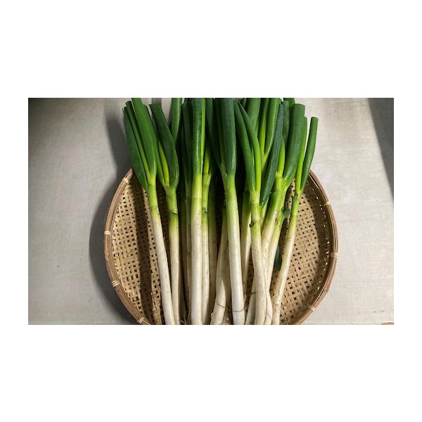 容量白ネギ(泥付き)45本消費期限賞味期限：発送日から7日発送期日12月上旬から3月下旬配送冷蔵 時間指定 別送申込期日2月10日事業者八頭船岡農場(農事組合法人) 0858-71-0131申込条件何度も申し込み可