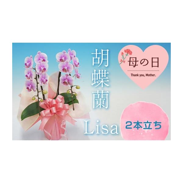 容量胡蝶蘭 Lisa2本立ち発送期日2024年5月9日〜2024年5月12日配送常温 別送申込期日2024年4月5日〜27日まで事業者(株)マルイ洋蘭開発センター申込条件何度も申し込み可、オンライン決済限定