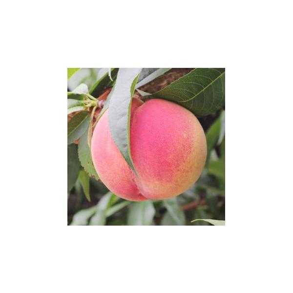 容量内容量：約3kg原産地：長野県産消費期限出荷日から５日発送期日2026-07-11 ~ 2026-08-15配送冷蔵 別送申込期日2025-11-18 ~ 2026-03-31事業者山下屋荘介申込条件何度も申し込み可、オンライン決済限定