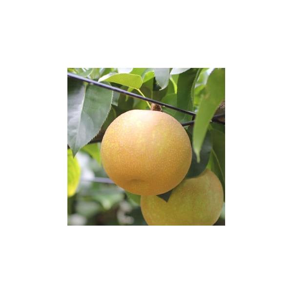 容量内容量：約3kg原産地：長野県産消費期限出荷日から7日発送期日2026-08-21 ~ 2026-09-20配送冷蔵 別送申込期日2025-11-18 ~ 2026-03-31事業者山下屋荘介申込条件何度も申し込み可、オンライン決済限定