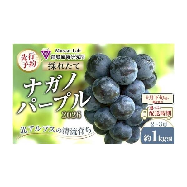 ふるさと納税 ぶどう 長野県 大町市 先行予約 A 2026 ナガノパープル 2
