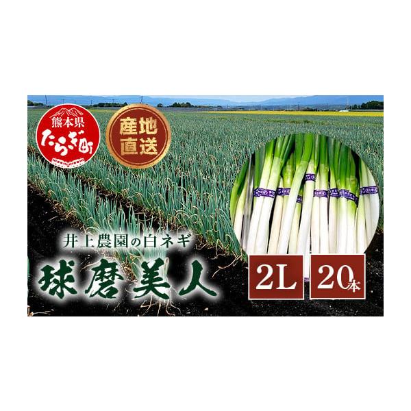 容量白ネギ 2Lサイズ×20本消費期限冷蔵で10日※商品到着後は、高温・多湿・直射日光を避け、お早めにお召し上がりください。発送期日2026年7月下旬より順次発送いたします。※天候や発送状況により多少前後する場合がございますので、予めご了承...