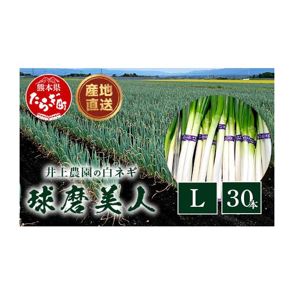 容量白ネギ Ｌサイズ×30本消費期限冷蔵で10日※商品到着後は、高温・多湿・直射日光を避け、お早めにお召し上がりください。発送期日2026年7月下旬より順次発送いたします。※天候や発送状況により多少前後する場合がございますので、予めご了承く...