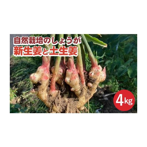 容量しょうが4kg発送期日20日以内に発送いたします配送常温 別送申込期日〜2026年1月31日事業者かたもとオーガニックファーム申込条件何度も申し込み可