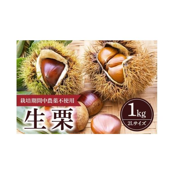 容量生栗（2Lサイズ）　1kg発送期日※天候により出荷時期が前後する場合がございますので予めご了承ください。【注意事項】※申し訳ございませんが、沖縄県、伊豆諸島（大島・八丈島を除く）及び小笠原村（小笠原諸島）への発送はお受け出来ません。・特...