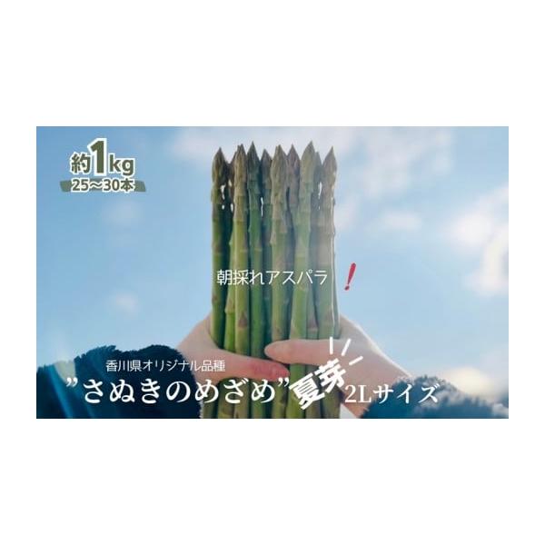 容量アスパラガス【さぬきのめざめ／夏芽】2Lサイズ　約1kg消費期限配送日より約5日発送期日2026年5月下旬〜9月下旬※ご寄附（ご入金）確認後、約2週間で順次配送いたします。配送冷蔵 別送申込期日2026年9月17日まで事業者とみだ農園申...