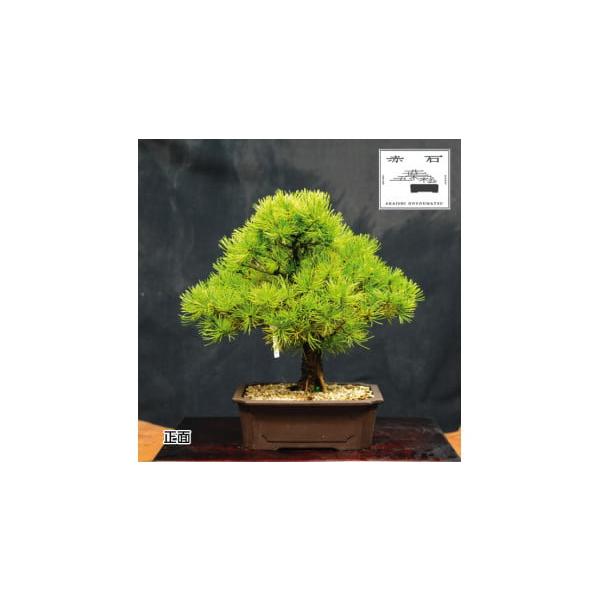 ふるさと納税で楽しむ赤石五葉松の盆栽D-5