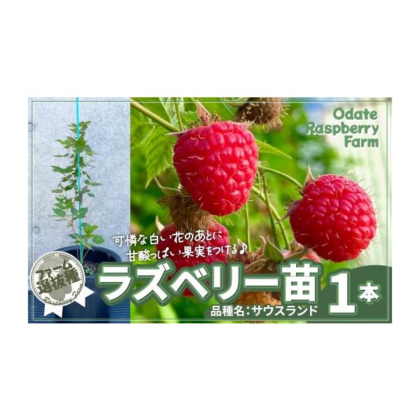 ふるさと納税 雑貨・日用品 苗木 秋田県 大館市 ラズベリー苗 150P7803