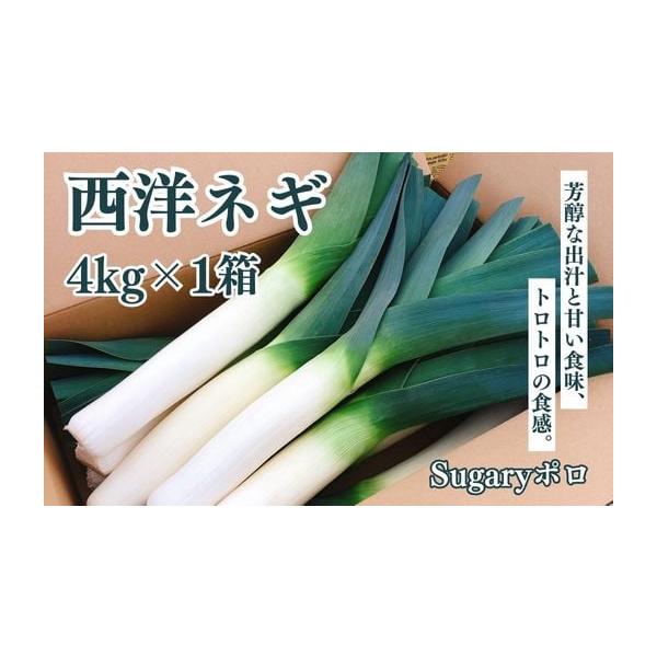 容量Sugaryポロ4kg×1箱原産地： 千葉県山武市消費期限賞味期限：発送から21日発送期日入金確認後準備でき次第発送致します【配送期間】〜2026年3月末ごろまで※沖縄を含む離島には配送できません。配送常温 別送申込期日【受付期間】〜2...