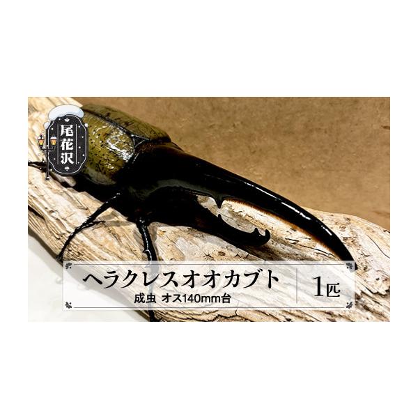 ふるさと納税 生き物 山形県 尾花沢市 尾花沢市産 昆虫の王様 ヘラクレスオオカブト カブトムシ オス 成虫 1匹 約140mm~149mm kb-blham140 サイズ 約140-149mm