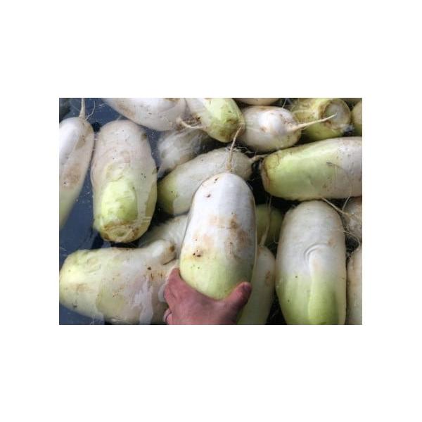 容量完熟大根 約4.5kg 2〜6本消費期限約2週間発送期日先行予約令和8年1月下旬〜3月上旬にかけて順次発送致します。配送冷蔵 時間指定 別送申込期日通年事業者清水農園申込条件何度も申し込み可