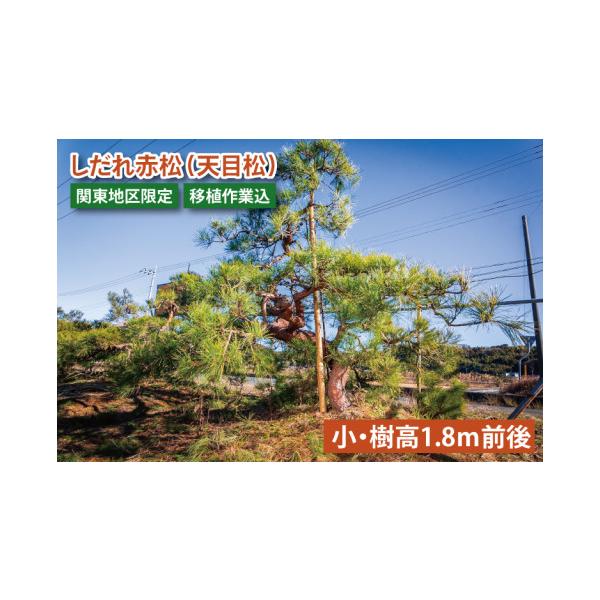 ふるさと納税 花・苗木 茨城県 鹿嶋市 移植作業込 しだれ赤松（天目松
