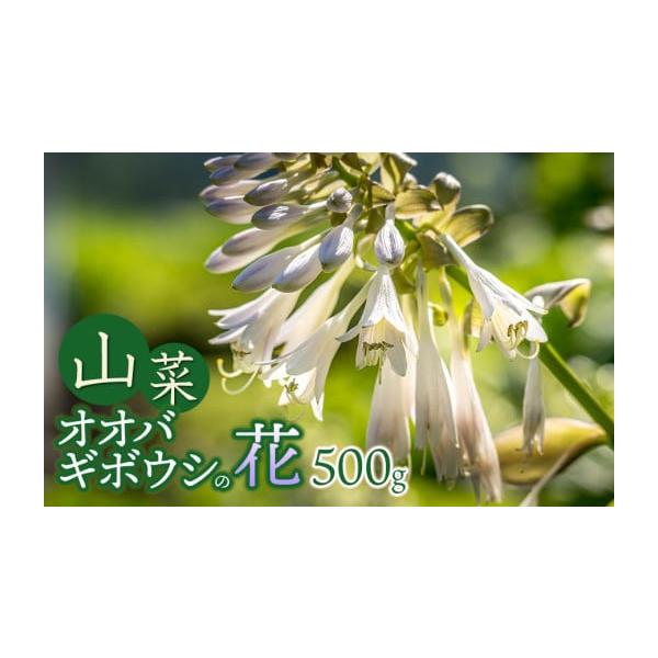 容量・オオバギボウシの花（山菜）500g消費期限発送日より3日発送期日令和8年4月20日〜6月30日頃発送予定※天候や生育状況により、発送期間が前後する場合がございます。※お届け日のご指定はできません。配送冷蔵 時間指定 別送申込期日令和8...