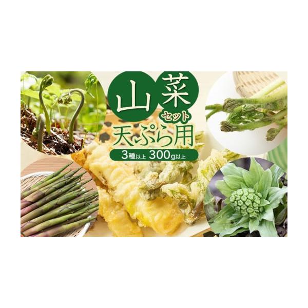 容量・山菜セット天ぷら用　（3種以上）　計300g以上こしあぶら、タラの芽、コゴメ（こごみ）、山ウド、月山筍、わらび、ふきのとうの中から3種以上（計300g以上）をお送りします。（こしあぶら、タラの芽のどちらかは必ず含まれます）※種類はお任...