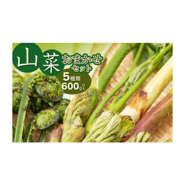 容量・山菜おまかせセット（5種以上）　計600g以上こしあぶら、タラの芽、山うるい（オオバギボウシ）、野みつば、かたくりの花、あぶらこごめ（赤こごみ）、コゴメ（こごみ）、あいこ、水ふき、赤ミズ上記の中から5種以上詰め合わせてお届けします。※...