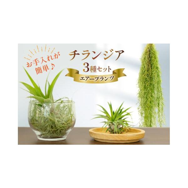 ふるさと納税 花・苗木 長崎県 島原市 AI177 チランジア 3種 セット