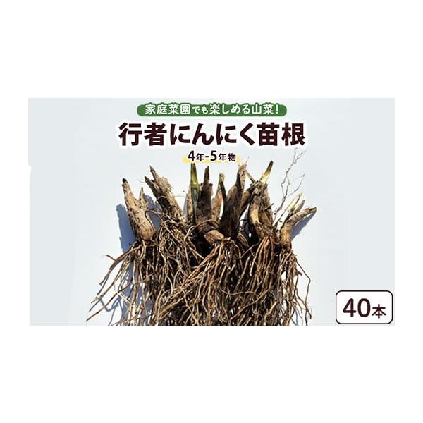 容量行者にんにく苗根40本発送期日2〜4月、10月〜12月※1月、5〜9月の発送はできませんのでご注意ください。※発送時期のご指定は出来かねます。配送常温 別送申込期日通年事業者矢口農産申込条件何度も申し込み可