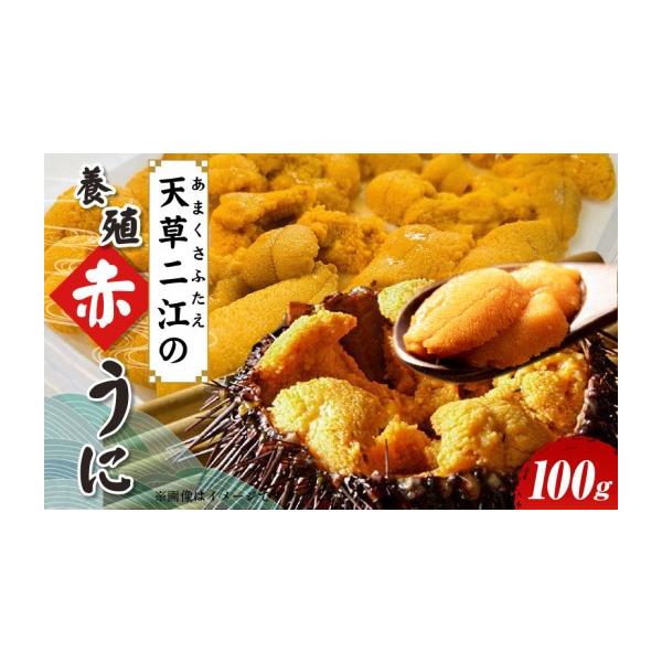 ふるさと納税 ウニ 熊本県 天草市 S157-009_天草二江の養殖赤うに 100g